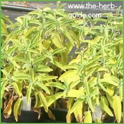 sage plant growing in pots sage plant growing in pots