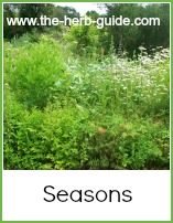 wild herbs growing in the sun