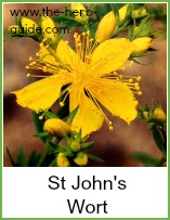 St Johns Wort