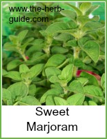 sweet marjoram