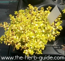 golden thym